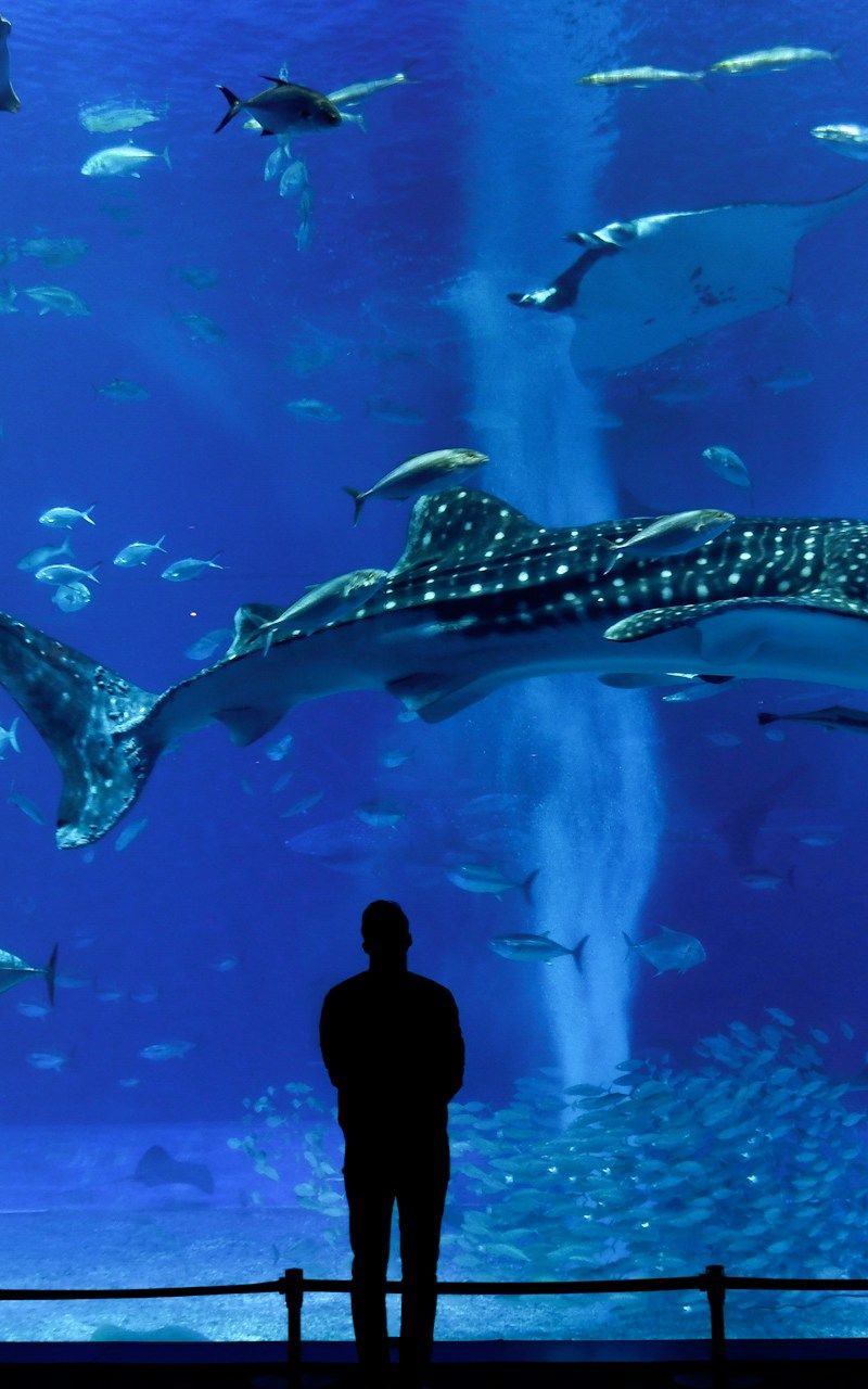 Churaumi Aquarium